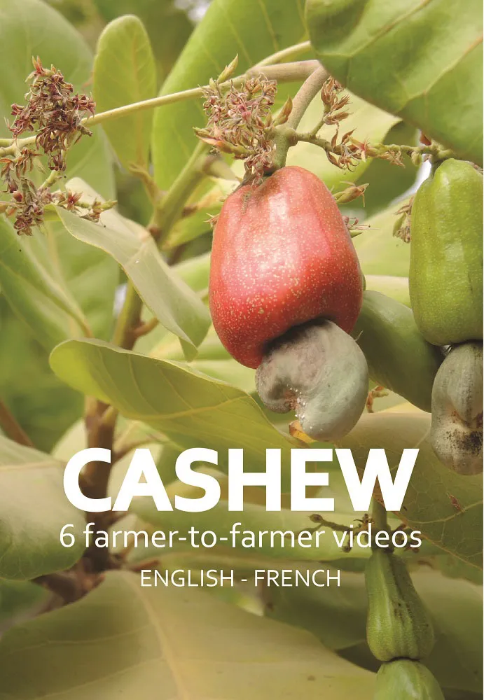 Cashew videos