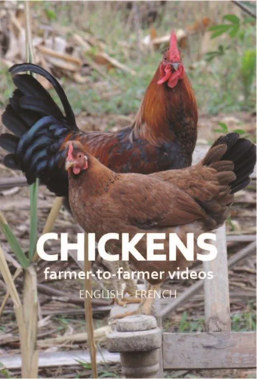 Chicken videos