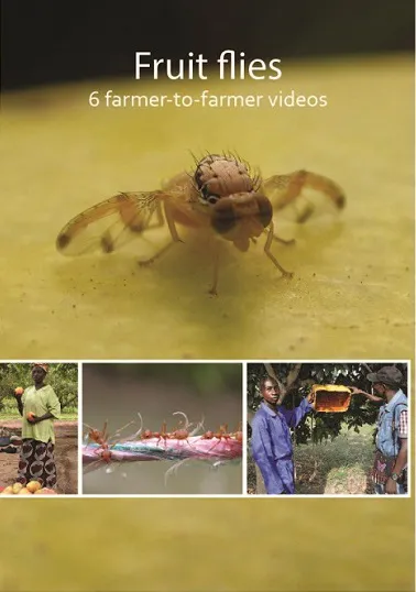 Managing fruit flies videos