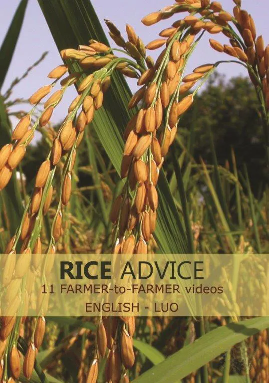 Rice advice videos