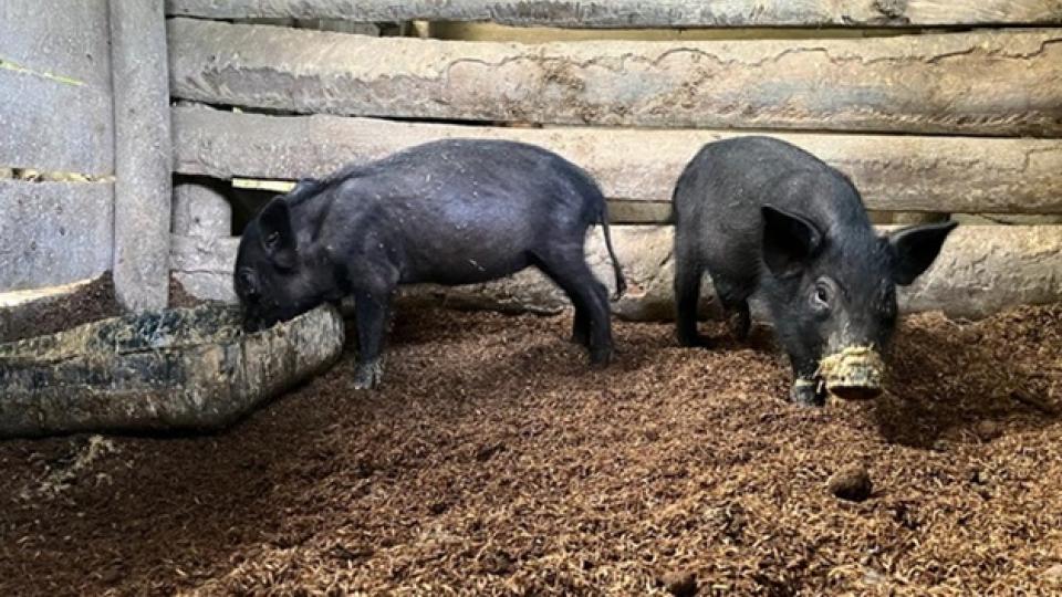تربية الخنازير بدون رائحة وبعمل أقل